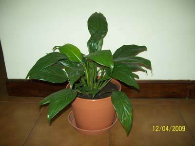 rgh1239603216i.jpg