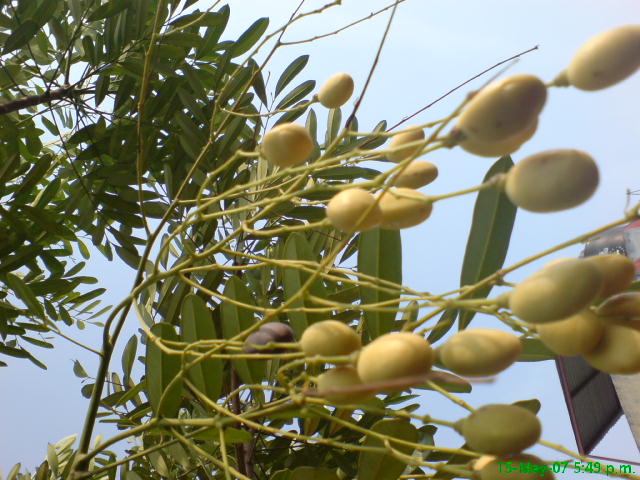 rgh1241607582k.JPG
