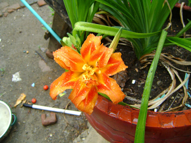rgh1243139124k.JPG