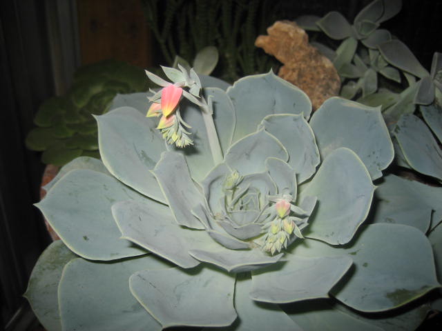 rgh1244261606v.JPG