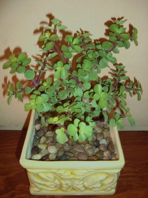 rgh1244262757u.JPG