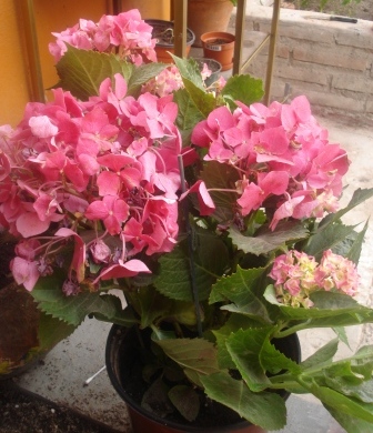 rgh1244540114w.JPG