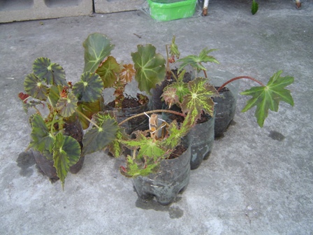 rgh1245721592z.JPG