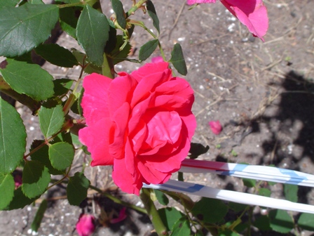rgh1245822338r.JPG