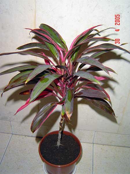 rgh1248681889i.jpg