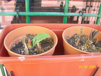 rgh1254005517l.jpg