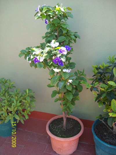 rgh1255774459l.jpg