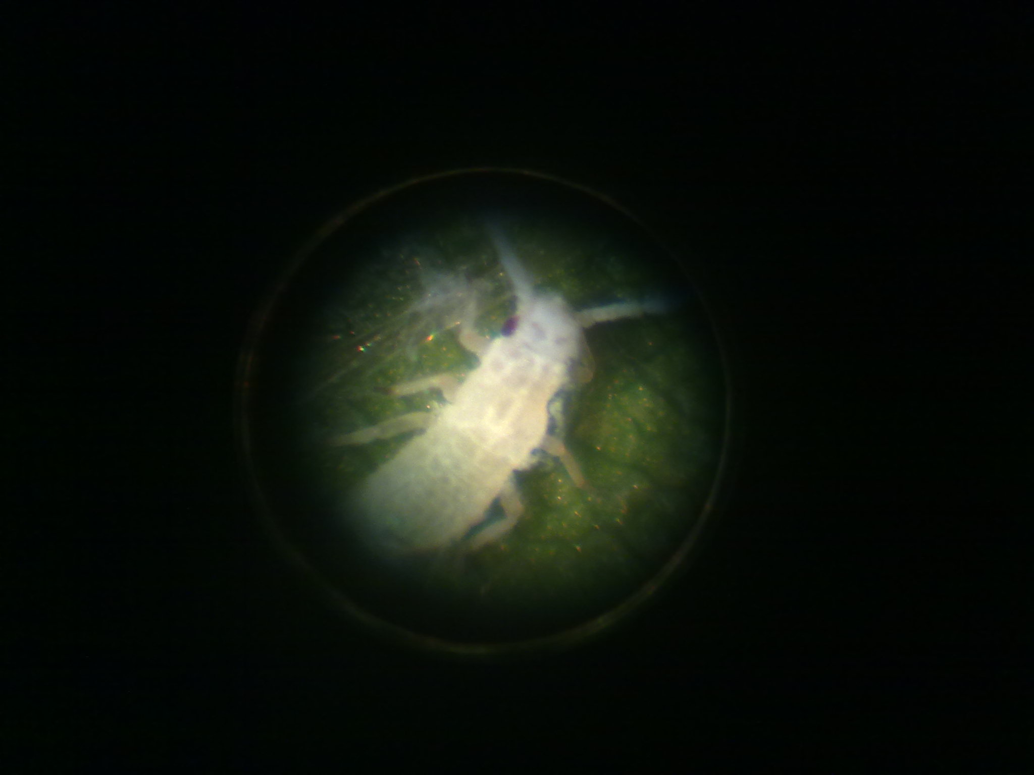 rgh1257715077w.jpg