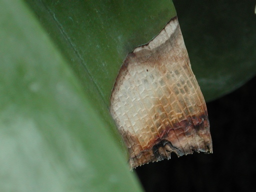 rgh1267302934x.jpg
