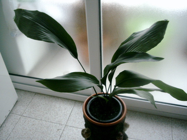 rgh1267836823l.JPG