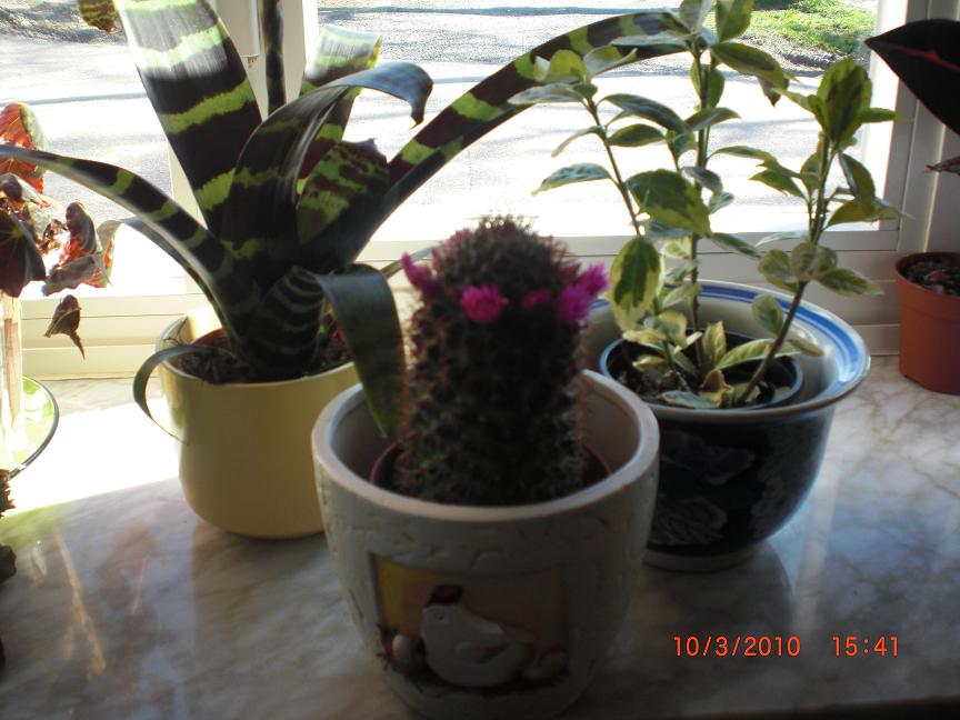 rgh1268262335s.JPG