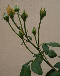 rgh1276236853s.JPG
