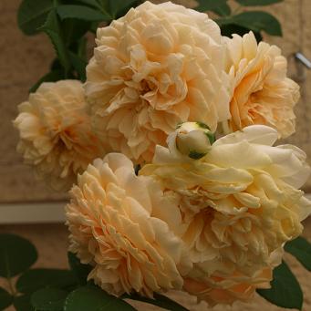 rgh1279157525o.jpg