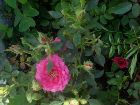 rgh1281503566l.jpg