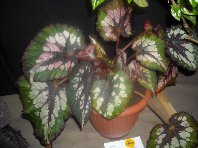 rgh1288211230p.jpg