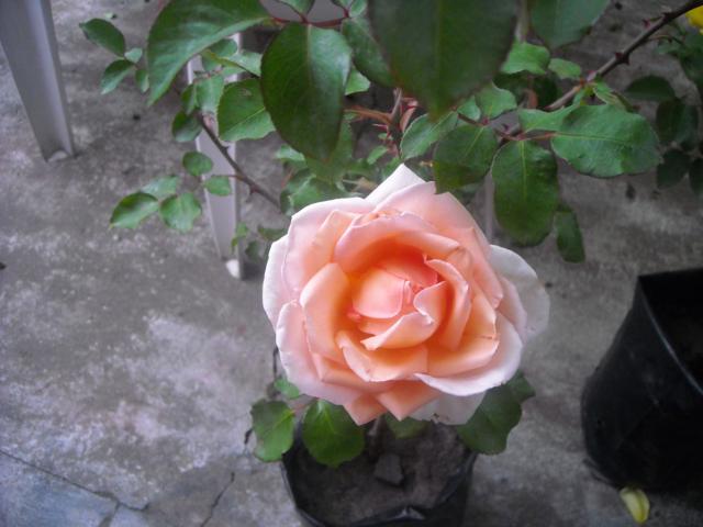rgh1293571241q.jpg