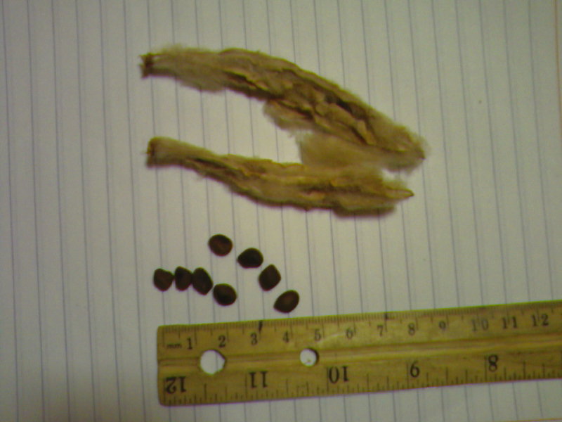 rgh1293734898y.jpg
