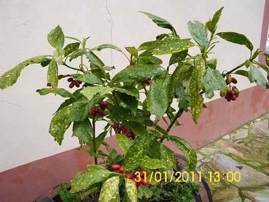 rgh1296477967g.JPG