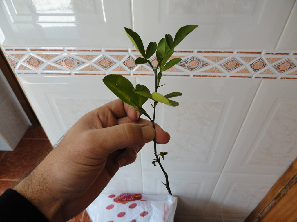 rgh1297073107h.jpg