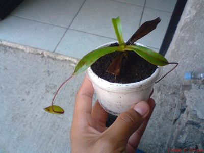 rgh1299974973p.jpg