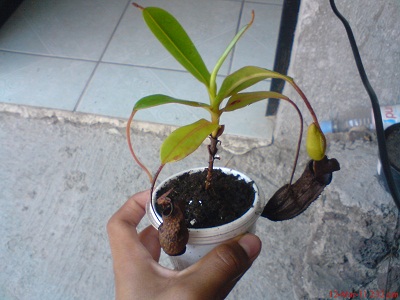 rgh1299975054n.jpg
