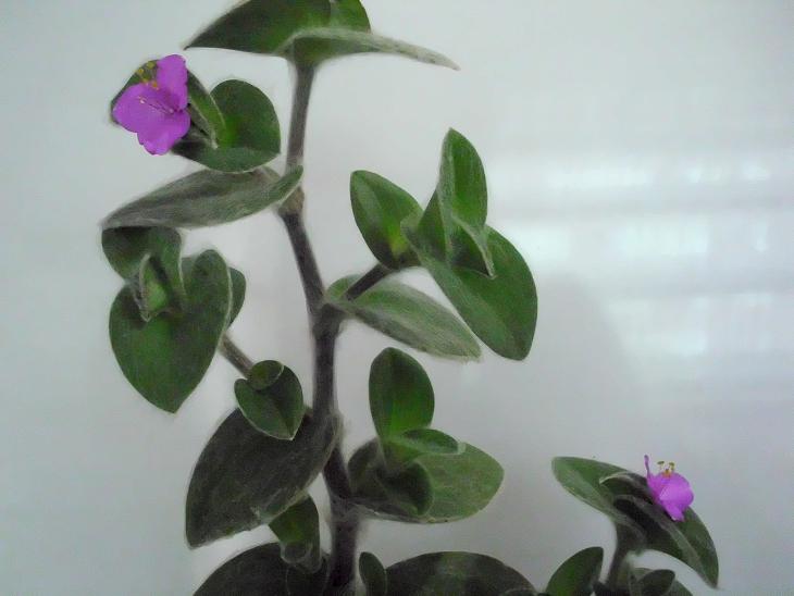 rgh1301318136b.JPG