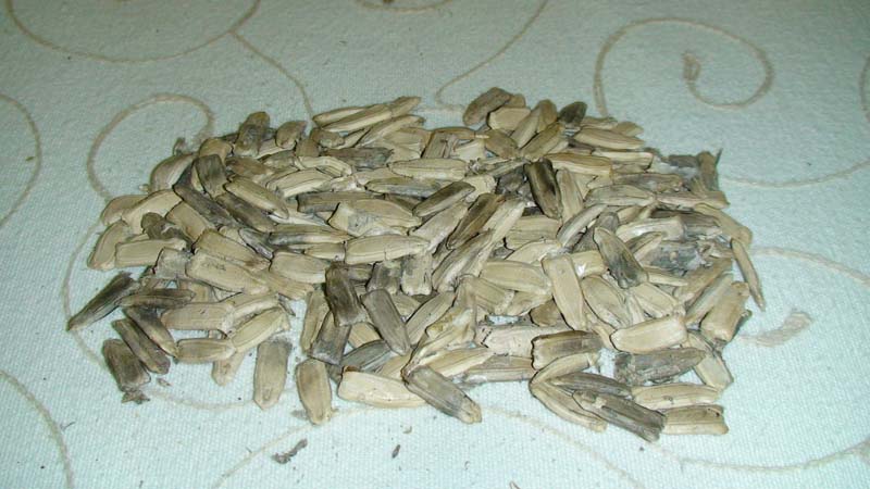 rgh1304491064t.JPG