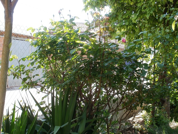 rgh1305039334a.JPG