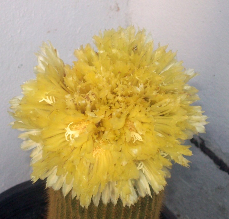 rgh1305221280b.JPG