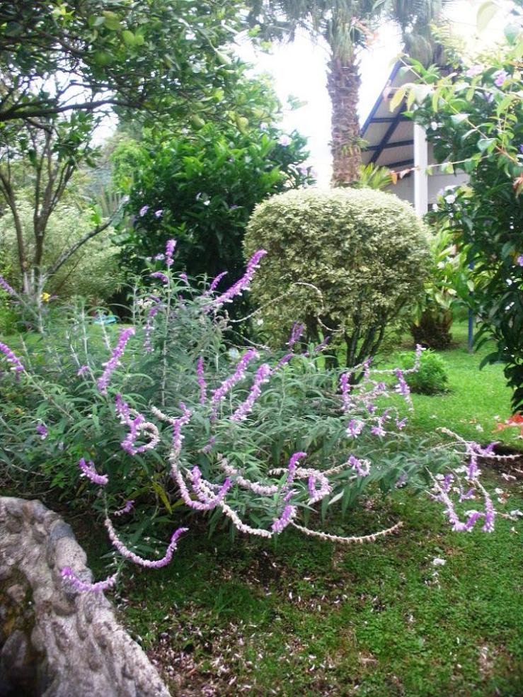 rgh1306834363a.JPG