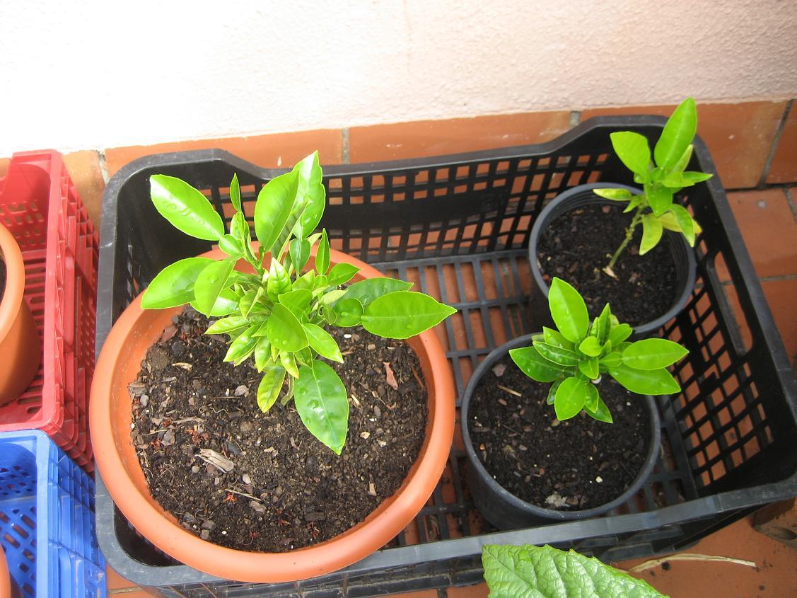 rgh1307184390g.JPG
