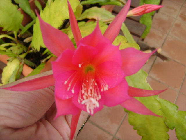rgh1309171445a.JPG