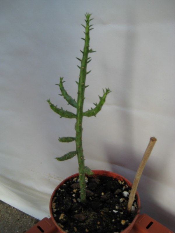 rgh1310591297f.jpg