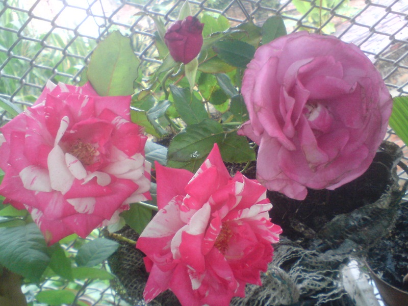 rgh1310606888n.JPG