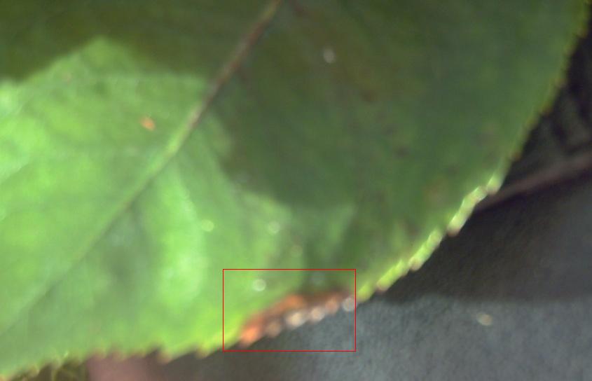 rgh1311961131d.JPG