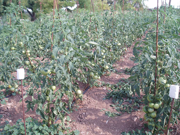 rgh1311982868g.jpg