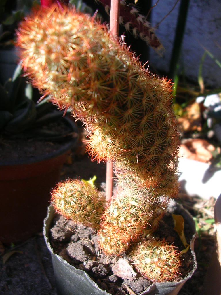 rgh1312221465f.JPG