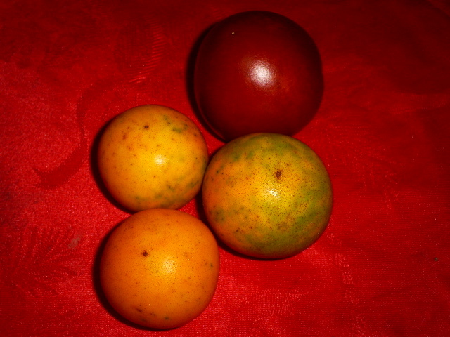 rgh1312224478z.JPG