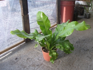 rgh1312246860i.JPG