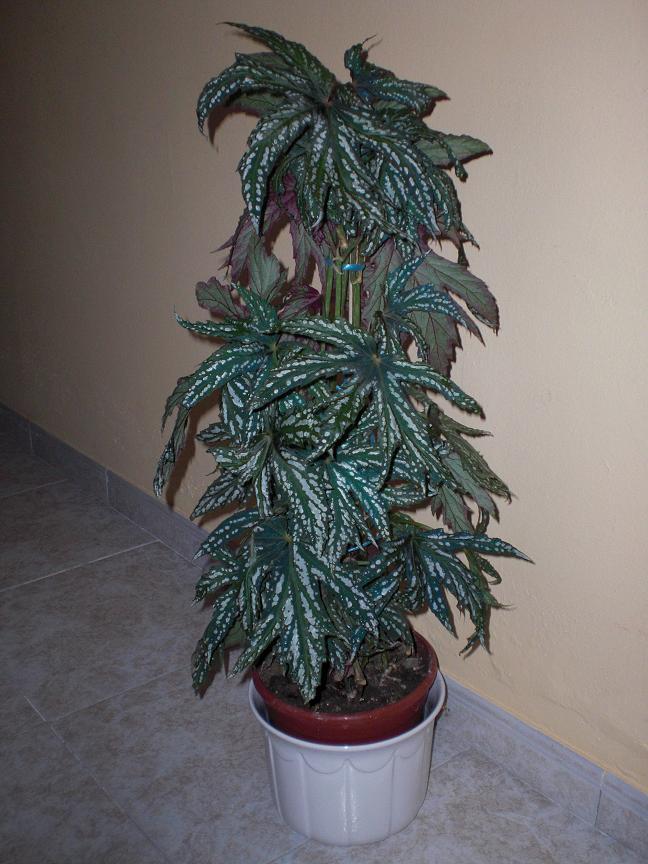 rgh1312287327j.JPG
