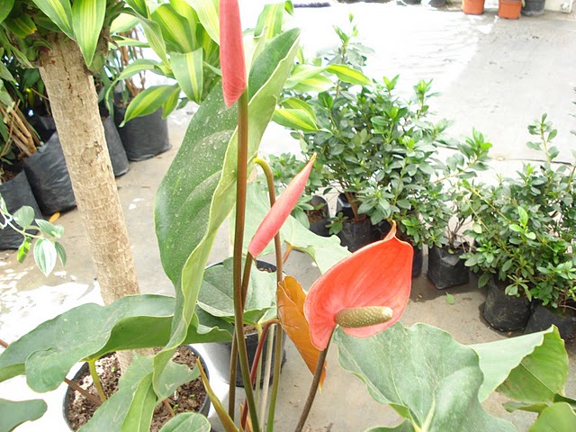 rgh1312335113l.JPG