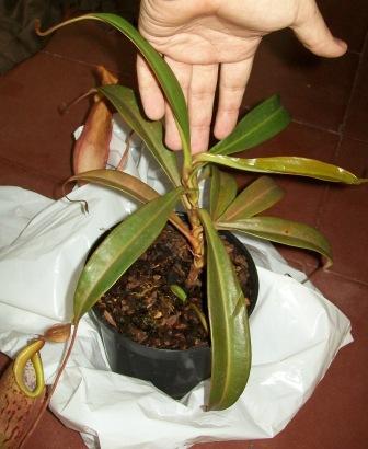rgh1312399538r.JPG