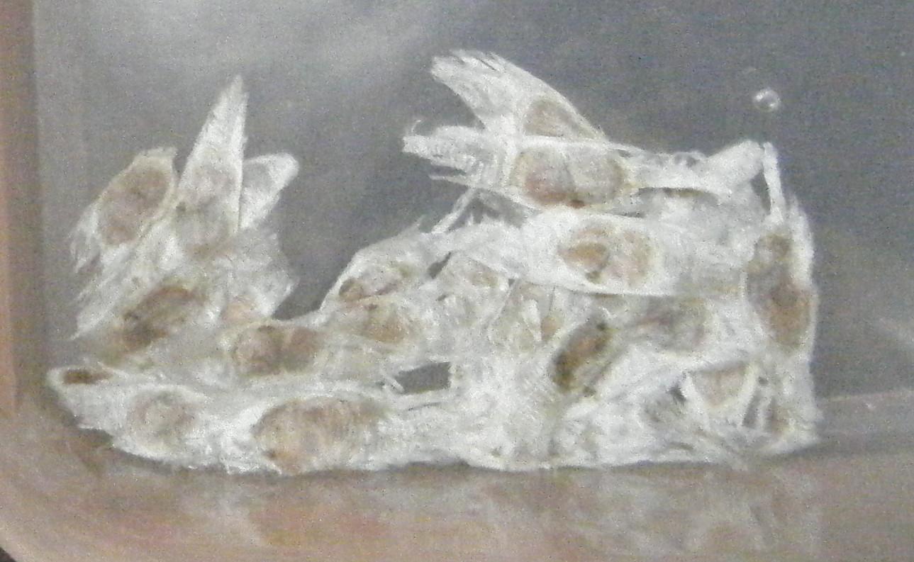 rgh1312489327z.jpg