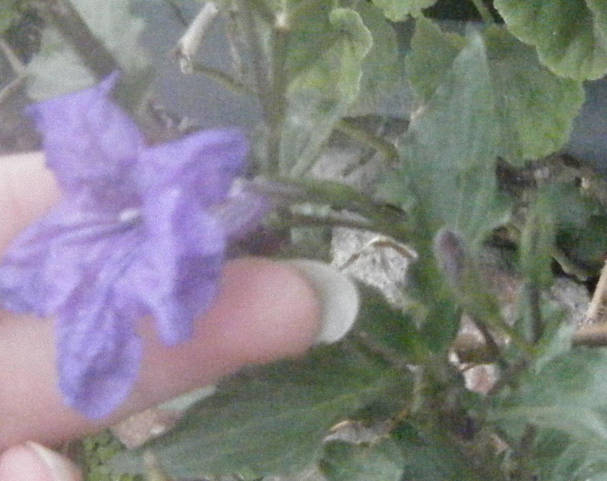 rgh1312489858t.jpg