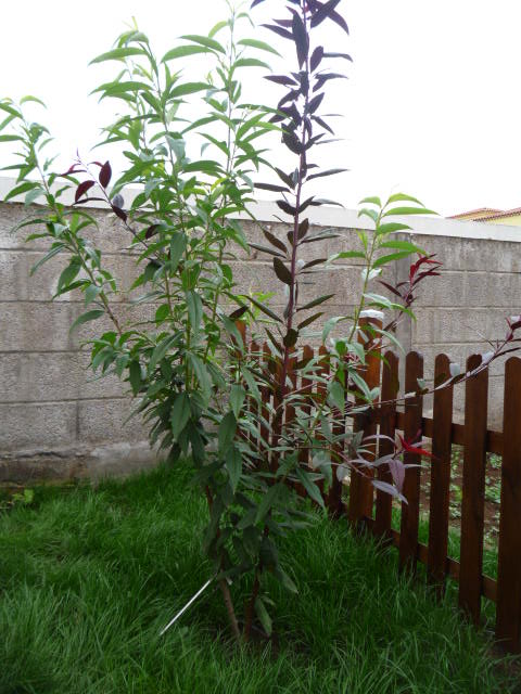 rgh1312557885f.JPG