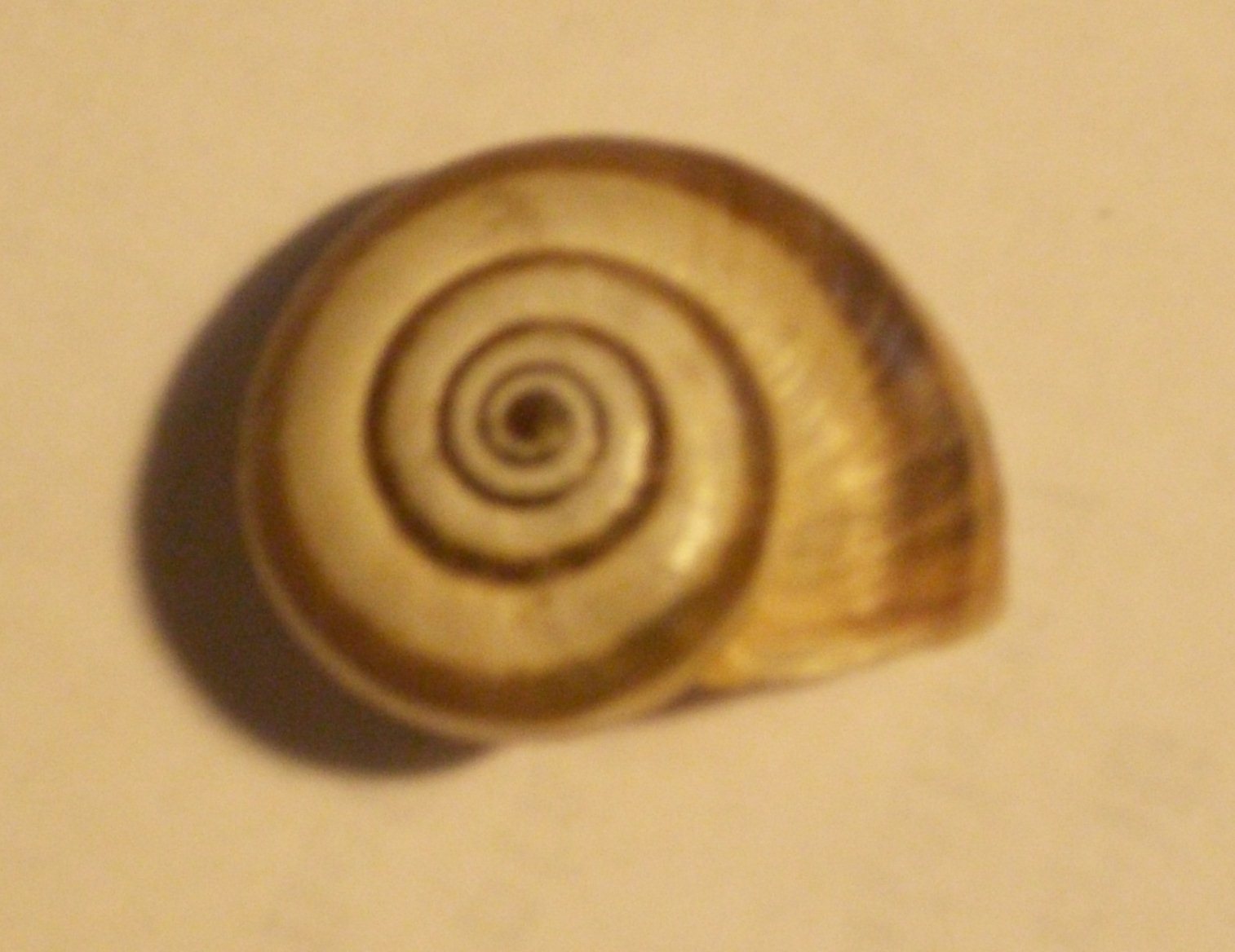 rgh1312570063i.JPG