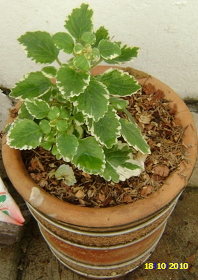 rgh1312588281e.JPG