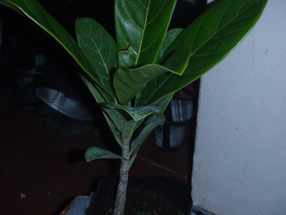 rgh1312643787l.JPG