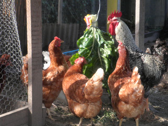 rgh1312657778d.JPG