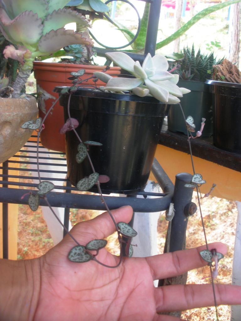 rgh1312807811y.JPG